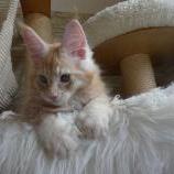 Maine coon kittens