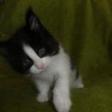 Maine coon kittens