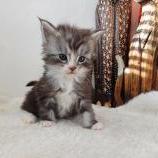 Mačiatka maine coon, vrh