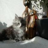 Mačiatka maine coon, vrh