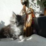 Mačiatka maine coon, vrh