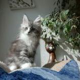 Mačiatka maine coon, vrh