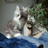 Mačiatka maine coon, vrh