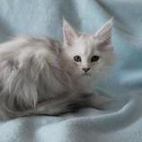 Mačiatka maine coon, vrh