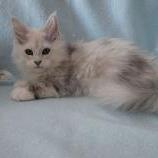 Mačiatka maine coon, vrh