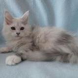 Mačiatka maine coon, vrh