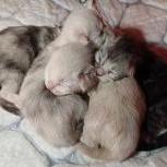 Mačiatka maine coon, vrh