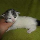 Mačiatka maine coon, vrh