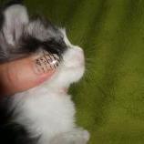 Mačiatka maine coon, vrh
