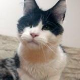 Maine Coon male