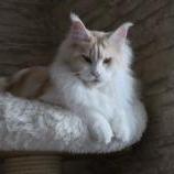 Maine Coon Female