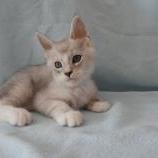 Mačiatka maine coon, vrh