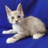 Mačiatka maine coon, vrh