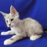 Mačiatka maine coon, vrh