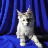 Mačiatka maine coon, vrh