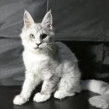 Mačiatka maine coon, vrh