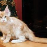 Maine coon kittens