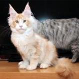 Maine coon kittens