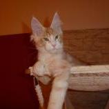 Maine coon kittens