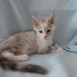 Mačiatka maine coon, vrh