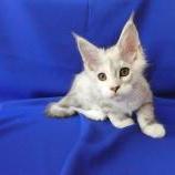 Mačiatka maine coon, vrh