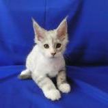 Mačiatka maine coon, vrh