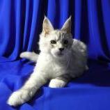 Mačiatka maine coon, vrh