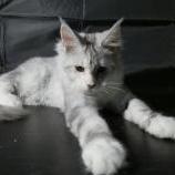 Mačiatka maine coon, vrh