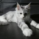 Mačiatka maine coon, vrh