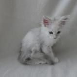 Mačiatka maine coon, vrh