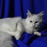 Mačiatka maine coon, vrh