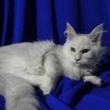 Mačiatka maine coon, vrh