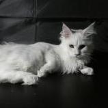 Mačiatka maine coon, vrh