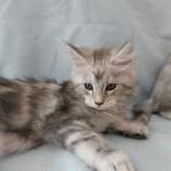 Mačiatka maine coon, vrh
