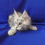 Mačiatka maine coon, vrh