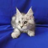 Mačiatka maine coon, vrh