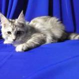 Mačiatka maine coon, vrh