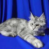 Mačiatka maine coon, vrh