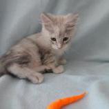 Mačiatka maine coon, vrh