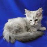 Mačiatka maine coon, vrh