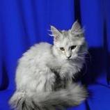 Mačiatka maine coon, vrh