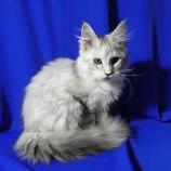 Mačiatka maine coon, vrh