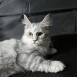 Mačiatka maine coon, vrh