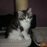 Maine coon kittens