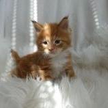Maine coon kittens