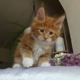Maine coon kittens