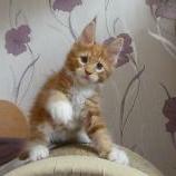 Maine coon kittens