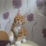Maine coon kittens