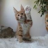 Maine coon kittens