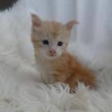 Mačiatka maine coon, vrh
